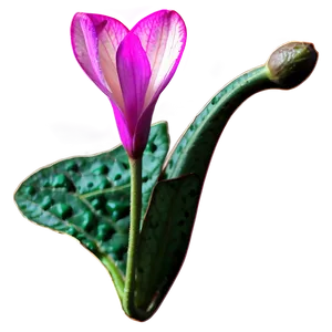Cyclamen Flower Drawing PNG 11 PNG