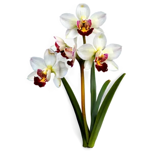 Cymbidium Orchid PNG 05242024