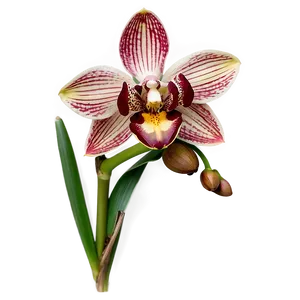 Cymbidium Orchid PNG 05242024
