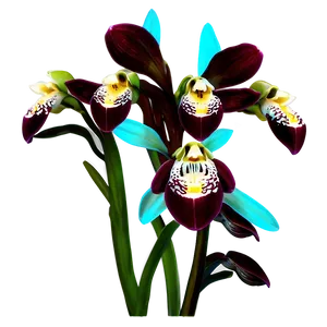 Cymbidium Orchid PNG 05242024