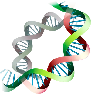 D N A Double Helix Structure PNG