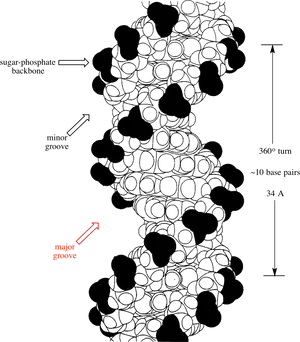 D N A Double Helix Structure PNG image