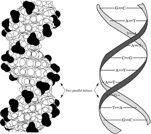 D N A_ Structure_and_ Base_ Pairing PNG