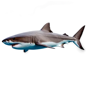 Daddy Shark Swimming PNG 74