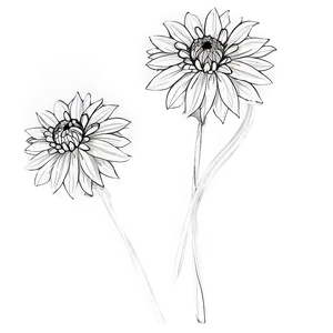 Dahlia Flower Sketch PNG 41