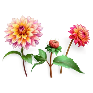 Dahlia Flower Sketch PNG Bno10