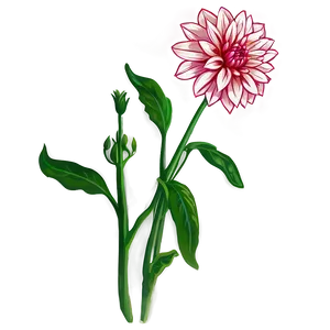 Dahlia Flower Sketch PNG Fki