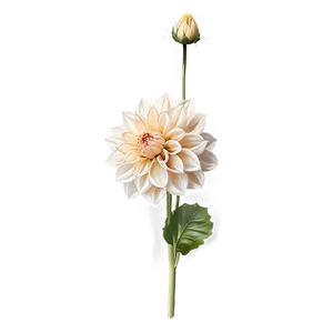 Dahlia Flower Sketch PNG Yli