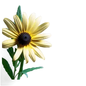 Dainty Black Eyed Susan PNG Frv