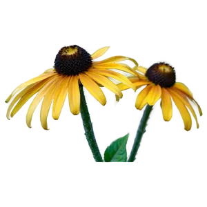 Dainty Black Eyed Susan PNG Iwc