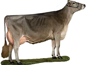 Dairy Cow Standing Profile PNG image