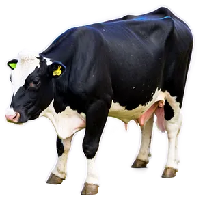 Dairy Farm Cows PNG 05242024