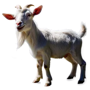 Dairy Goat Png 77 PNG image