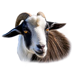 Dairy Goat Png Rff PNG image