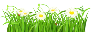 Daisiesand Ladybugsin Grass