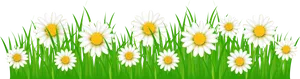 Daisiesin Grass Vector PNG image