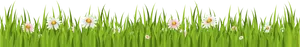 Daisiesin Green Grass Vector PNG image