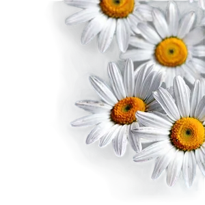 Daisy Background Png Hnb PNG image