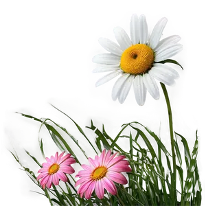 Daisy Background Png Rsi PNG image