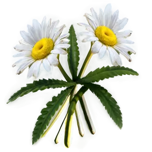 Daisy Bouquet Png 26 PNG image
