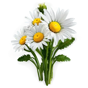 Daisy Bouquet Png 52 PNG image