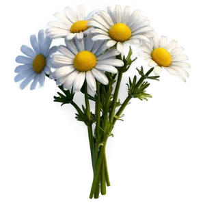 Daisy Bunch Png 05212024 PNG image