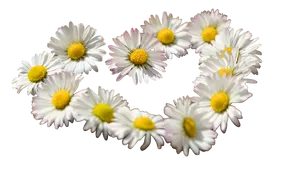 Daisy Chain Heart Formation PNG image