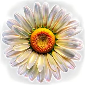 Daisy Clipart Png 05252024 PNG image