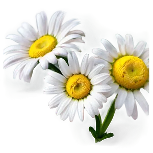 Daisy Clipart PNG 84 PNG