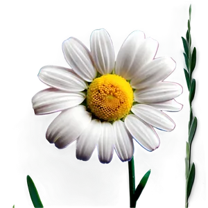 Daisy Decoration Png 05212024 PNG image