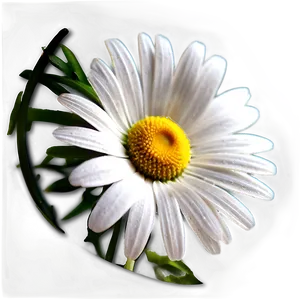 Daisy Decoration Png 14 PNG image
