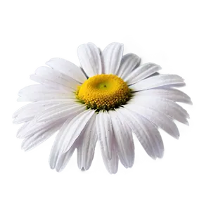 "daisy Delight: Cheerful Flower PNG" A