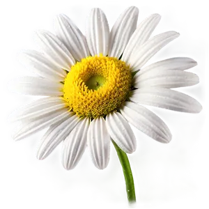 "daisy Delight: Cheerful Flower PNG" B