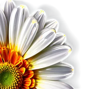 "daisy Delight: Cheerful Flower PNG" C