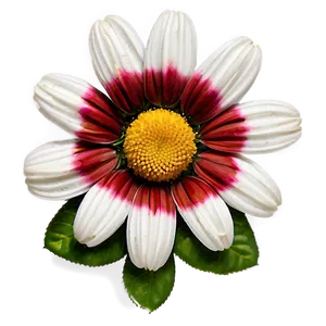 Daisy Delight PNG 04292024