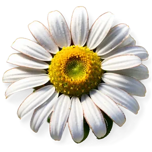 Daisy Delight PNG 04292024