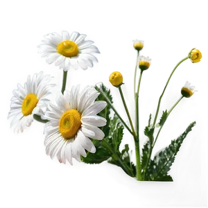 Daisy Delight PNG 04292024