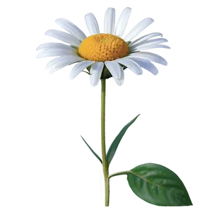 Daisy Delight PNG Yci