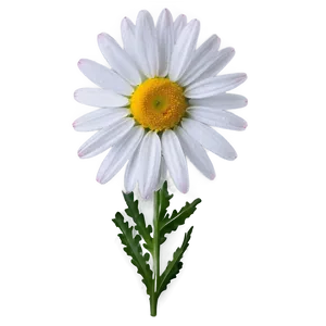 Daisy Design Png Kxf PNG image