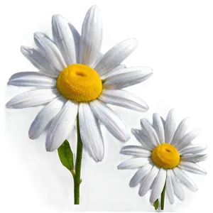 Daisy Design Png Sdu86 PNG image