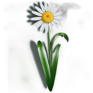 Daisy Design Png Vai PNG image