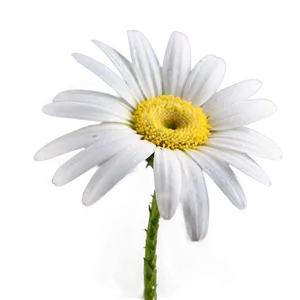 Daisy Detail Png Ipp11 PNG image