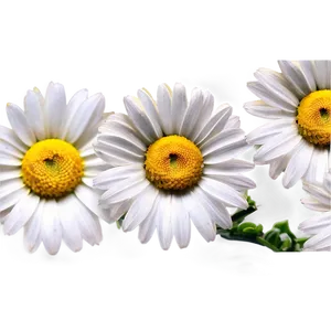 Daisy Fabric Png 19 PNG image