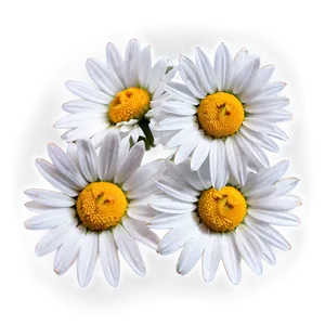 Daisy Fabric Png 49 PNG image