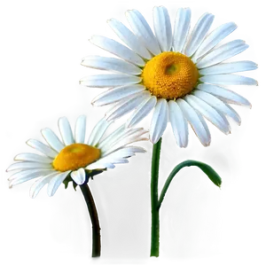 Daisy Field PNG Pwx