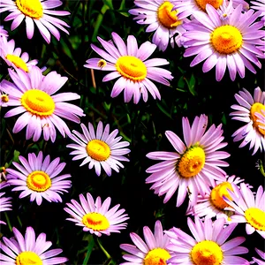 Daisy Field Png Ruf48 PNG image