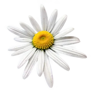Daisy Field Png Wbm80 PNG image