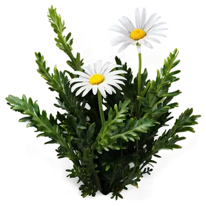 Daisy Flower Bush PNG Kie