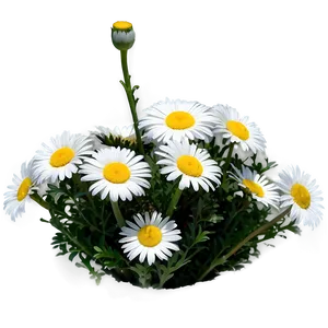 Daisy Flower Bush PNG Vdl4 PNG