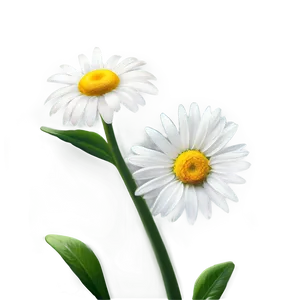 Daisy Flower Line Art PNG 05252024